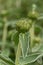 Jerusalem sage Phlomis fruticosa, buds and grey-green leaves