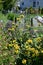 Jerusalem sage (Phlomis fruticosa) flowers. Lamiaceae evergreen shrub herb.