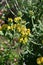 Jerusalem sage (Phlomis fruticosa) flowers. Lamiaceae evergreen shrub herb.