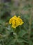 Jerusalem sage Phlomis fruticosa, golden yellow flowers