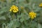 Jerusalem sage Phlomis fruticosa, golden yellow inflorescence