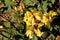 Jerusalem sage, Phlomis fruticosa, low shrub