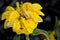 Jerusalem sage, Phlomis fruticosa, low shrub