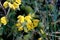 Jerusalem sage, Phlomis fruticosa, low shrub