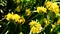 Jerusalem sage or yellow Salvion Phlomis fruticosa detailed view in the sun