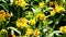 Jerusalem sage or yellow Salvion (Phlomis fruticosa) detailed view in the sun