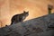 Jerusalem street cats stalks prey atop a stone wall at sunset