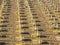 Jesolo, Italy. Beach umbrellas and sun beds at Italian sandy beach. Raws of Yellow and white umbrellas. Aerial view at sunrise