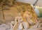 Jesolo lido, Italia : Sand Nativity 2016: wonderful sand scultures depicting the sacred family and the exodus of the bible.