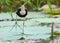 Jesus Bird - Irediparra gallinacea