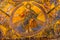 Jesus Christ Angels Mosaic Dome Bapistry Saint John Florence Itay