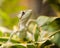 Jesus Christ Iguana on the leaf - Laemanctus serratus