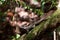 Jesus crist lizard sitting on a branch