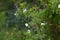 Jet bead Rhodotypos scandens flowers.