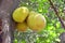 Jet fruit Artocarpus heterophyllus