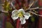 Jet Trail Flowering Quince