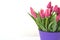 Jevgenia variety of tulip violet crimson color
