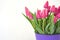 Jevgenia variety of tulip violet crimson color