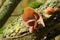 Jew`s ear, black wood ear, jelly ear Fungus,  Auricularia auricula-judae, growing on a tree in the UK.