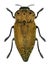 Jewel beetle Capnodis porosa