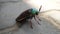 Jewel beetle or Chrysocoris stollii on the cement block texture. Macro insect sternocera and green head with wings. indian flyer