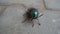 Jewel beetle or Chrysocoris stollii on the cement block texture. Macro insect sternocera and green head with wings. indian flyer