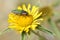 Jewel beetle on flower