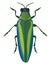 Jewel beetle, icon