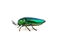 Jewel beetle or metallic boring beetle close up