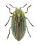 Jewel beetle or metallic wood-boring beetle, Julodis andreae sulcata Coleoptera: Buprestidae. Adult. Dorsal view. Isolated