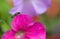 Jewel Beetle on a pink petunia PETAL