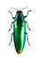 Jewel beetle on the white background