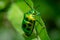 Jewel bug & x28;Chrysocoris stollii& x29; Beetle