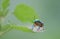 jewel bug, Ladybugs