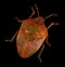 Jewel bug or metallic shield bug