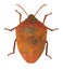 Jewel bug or metallic shield bug