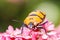 Jewel Bug on pink flower