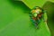 Jewel bug with vibrant colors siting on a leaf