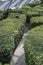 Jewel Changi Hedge Maze located inside the Jewel Changi, Singapore