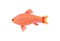 Jewel Cichlid Red Small Fish Vector Illustration