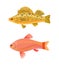 Jewel Cichlid and Yellow Fish Vector Illustration