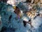 Jewel damselfish - (Plectroglyphidodon lacrymatus)