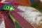 Jewel Insects, nature, macro photographs of