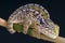 Jeweled Chameleon / Furcifer lateralis