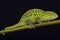 Jeweled chameleon / Furcifer lateralis