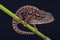 Jeweled chameleon / Furcifer lateralis