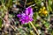 Jeweled Onion Allium serra wildflower, south San Francisco bay, San Jose, California