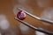 Jeweler in workshop holds pink stone in tweezers