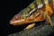 Jewelled Chameleon or Carpet Chameleon, furcifer lateralis, Adult standing on Branch