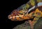 JEWELLED CHAMELEON OR CARPET CHAMELEON furcifer lateralis, PORTRAIT OF ADULT